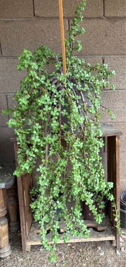 Elephant Bush Suculent