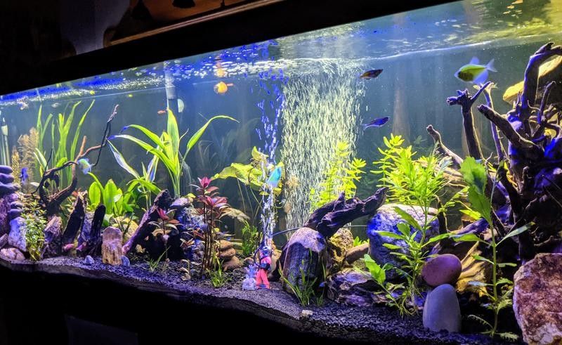 100 Gallon Aquarium Fish Tank