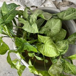 Leaf plant