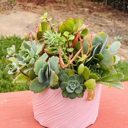Succulent arrangement