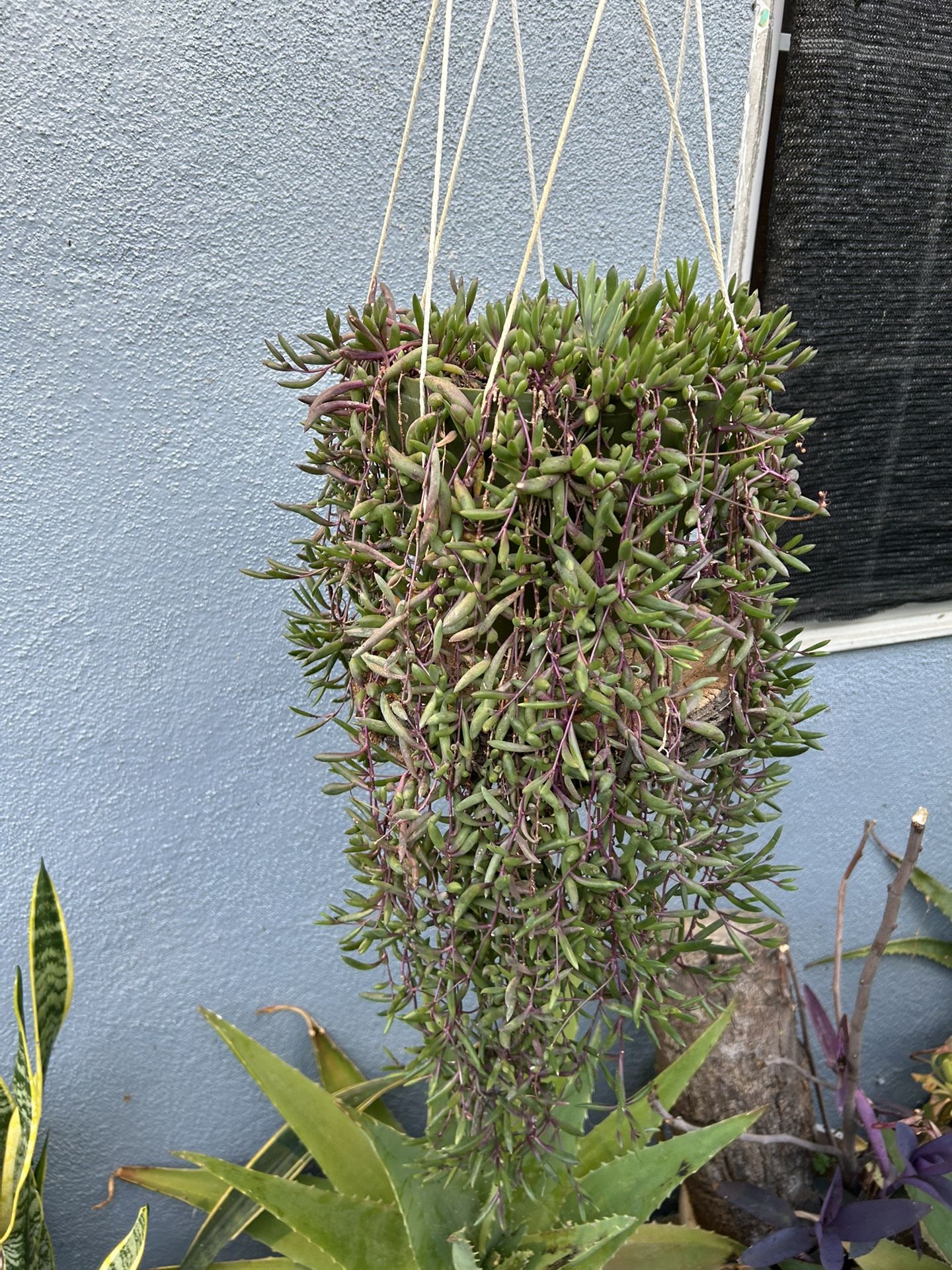 Succulents Con Colgadera De Macrame