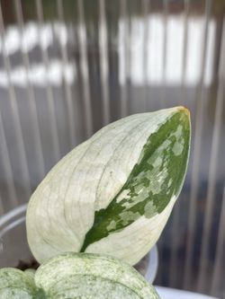 Scindapsus Mariposa 🦋