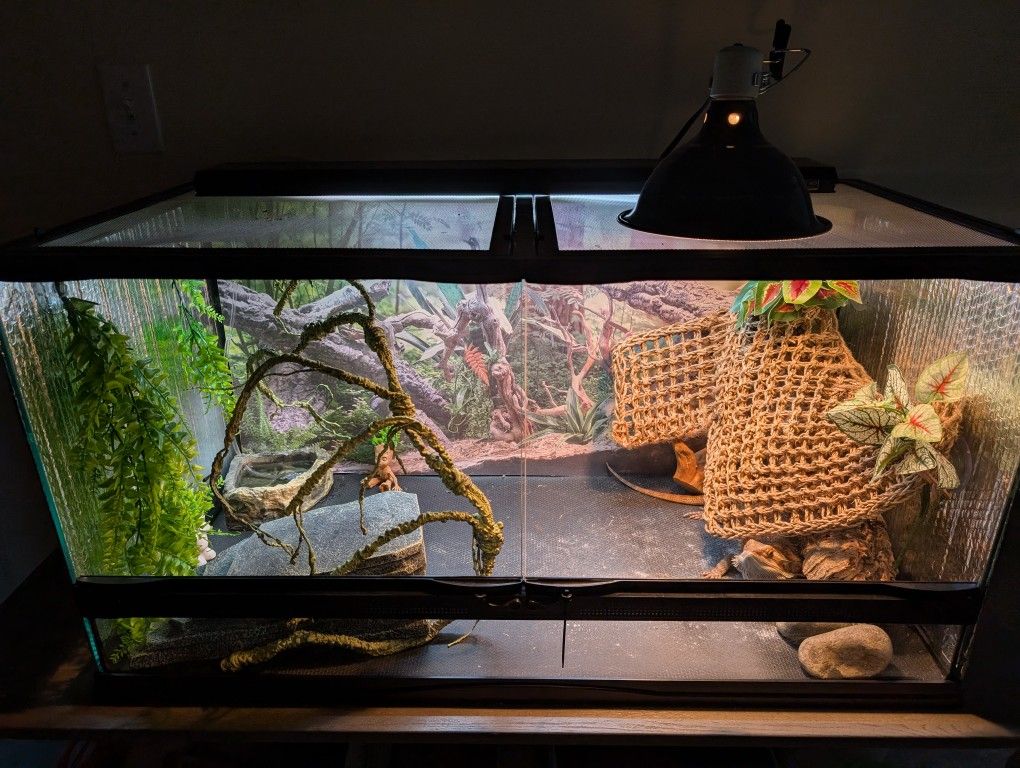 Bearded Dragon Tank