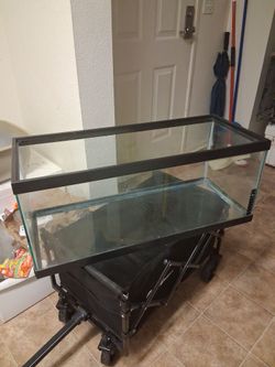 20 gallon aquarium
