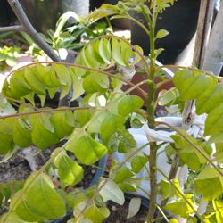 Flowering Curry Leaf Plant 