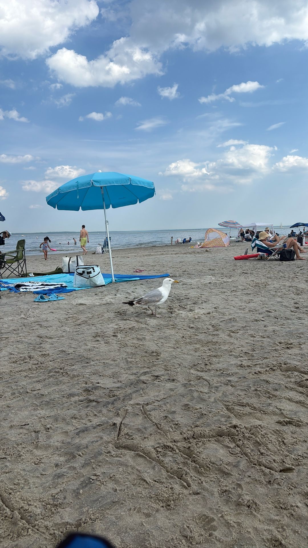 Seagull