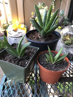 Aloe
