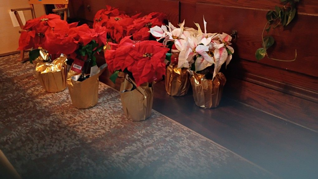 Pointsettias