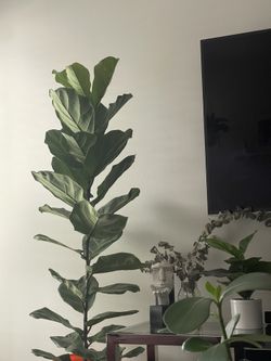 Fiddle Leaf Fig Tree