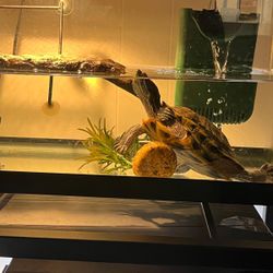 Two Red Sliders Including The Tanks