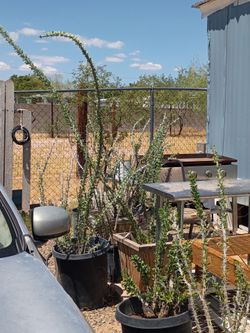Plants and trees for sale