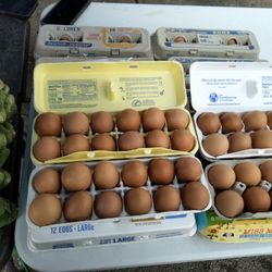 Fresh Farm Eggs 
