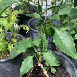 Pepper Chili Plant