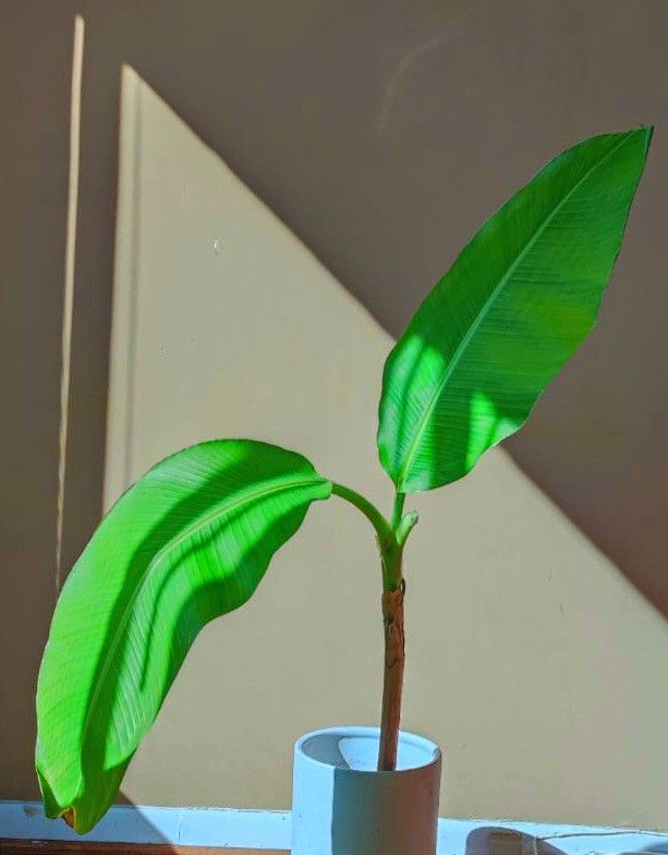 Banana Tree Statement Plant/ Indoor Plant/ House Plant Flower Patio Garden 