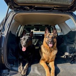 Cargo Liner (2023 Toyota 4Runner Off Road Premium)