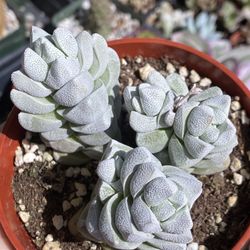 Crassula Deceptor 