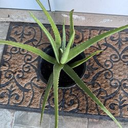 ORGANIC ALOE PLANT 