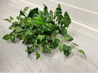 Artificial plants - 3 for $40 or $15 ea