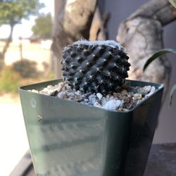 ✨✨Copiapoa Tenuissima | Black Cactus✨✨
