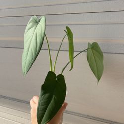 Beautiful Syngonium Chiapense Plant