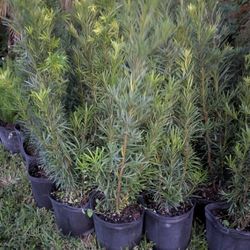 Huge Podocarpus Over 3 Feet Tall Instant Privacy Hedge For Fence 