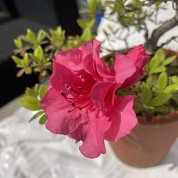 Azalea Bonsai