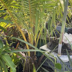 Coconut Palm