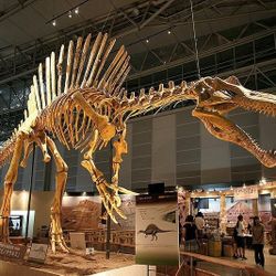 Real Spinosaurus Teeth For Sale!