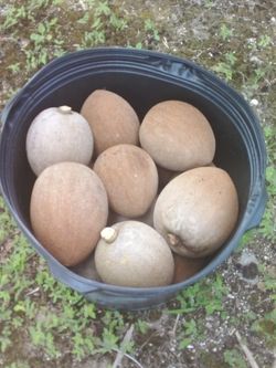 KEY WEST MAMEY FOR SALE. ONLY $2 A POUND