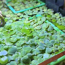 Fish Tank Floater Plants  