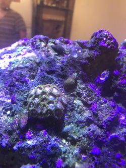 Coral