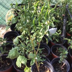 Chile De Árbol 