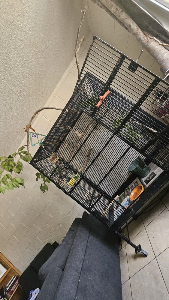 Bird Cage