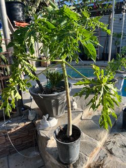 Papaya tree