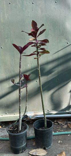 African milk bush