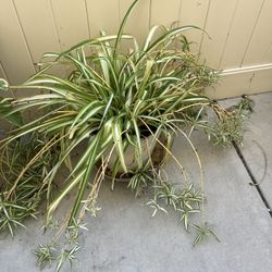 Spider Planter With Pot 