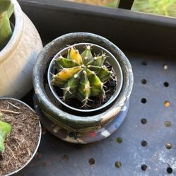 Variegated Chin Cactus Plant 