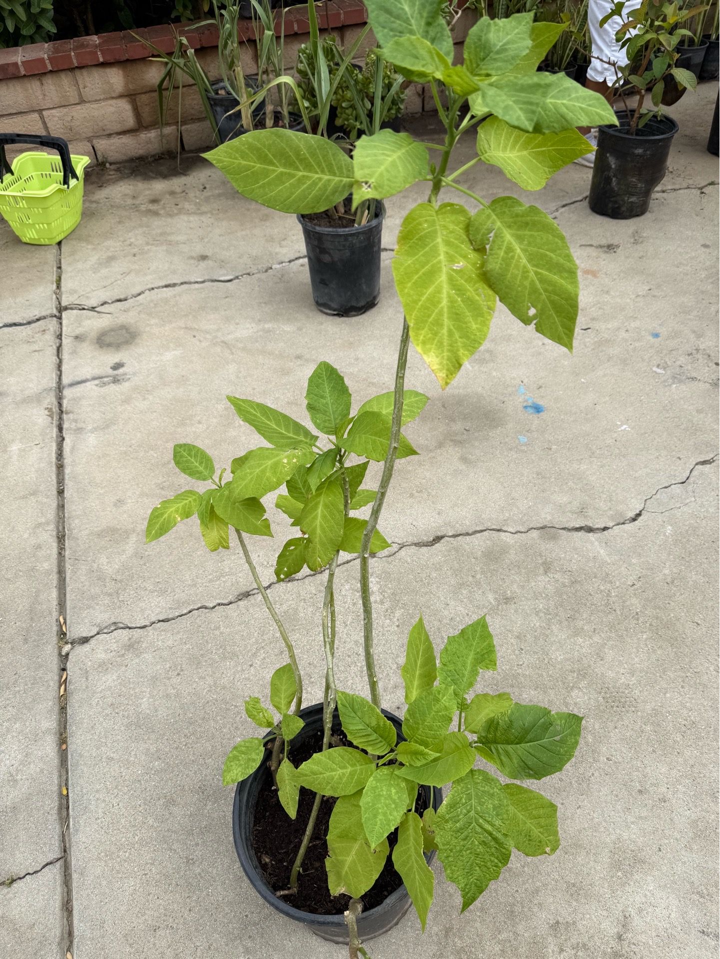 Trumpet Flower Tree - $20