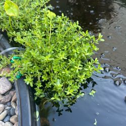 Aquatic Plant / Bacopa Monnieri