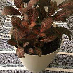 Plant