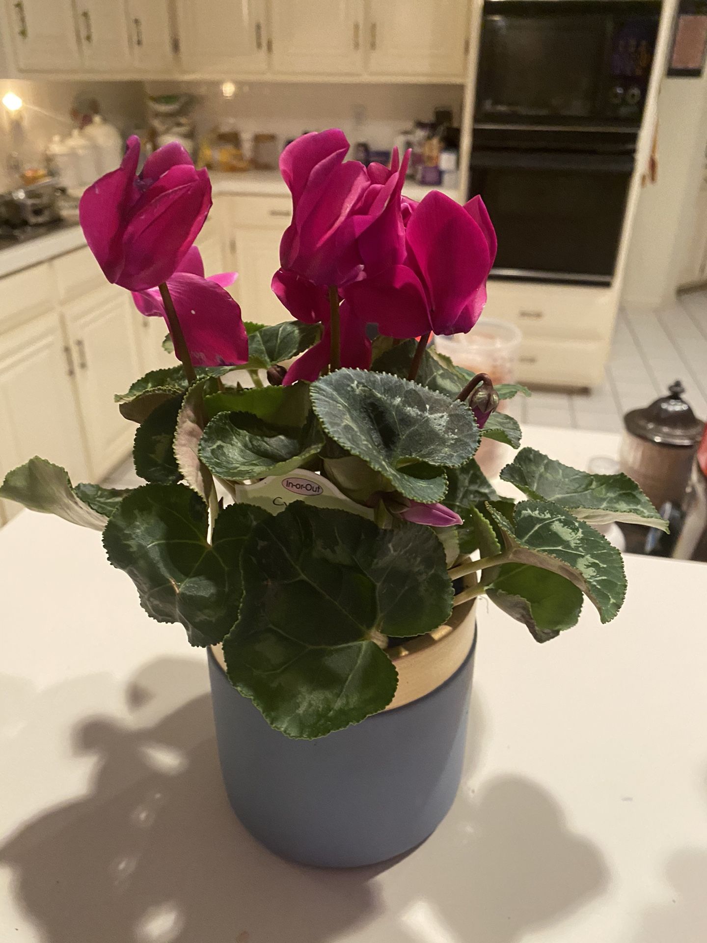 Fuschia Cyclamen