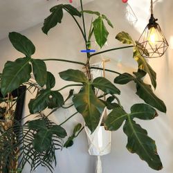 Philodendron Barrosoanum Giganteum. Top Cutting. XL Laves. Mature Plant