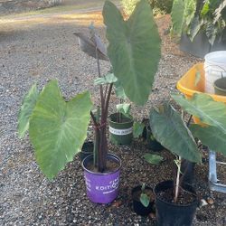 Black Steamed Elephant Ears