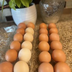 Organic Eggs