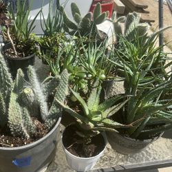 Plants 5 Each 