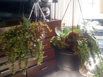 2 Succulent Houseplants in Hanging Pots