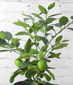 Lime Trees