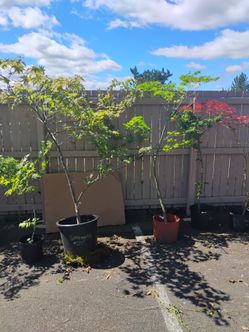 japanese maples