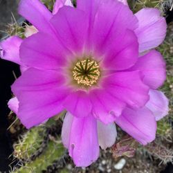 Blooming Cactus Plant, In 2 Gallons Pot Pick Up Only