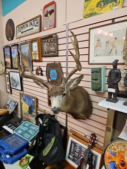 Deer Head Taxidermy Wall Mount